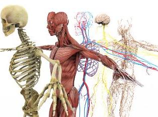 人体骨骼，肌肉和神经系统的解剖正确的描绘.